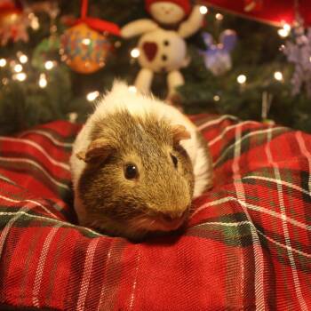 Rescue Guinea Pig Guinea Pigs for Adoption in Decatur, Georgia - Chico (bonded To Teddy) | PetCurious